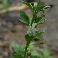 Scoparia dulcis L.